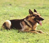 Adestramento de cães em Angra dos Reis